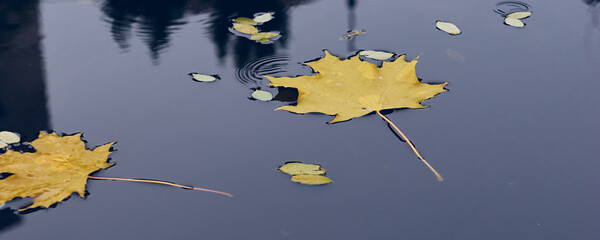 Fall season concept, yellow maple leaves in puddle. Autumn cold rainy day. Vibrant color of fall season of nature