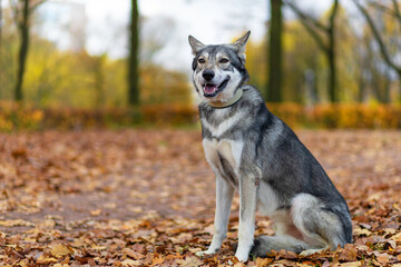 lonely gray wolf dog of Saarlos, in the park on the grass in autumn, waiting for the owner, bared her teeth.