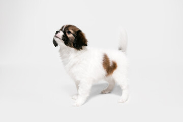 Attented. Papillon Fallen little dog is posing. Cute playful braun doggy or pet playing on white studio background. Concept of motion, action, movement, pets love. Looks happy, delighted, funny.