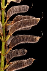 Garden Lupin (Lupinus polyphyllus). Mature Infructescence Detail Closeup