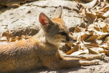 The Bengal fox (Vulpes bengalensis), also known as the Indian fox, sitting sad in the cage staring at cage bars, Wild animals in captivity,
