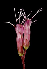 Purple Joe-Pye Weed (Eutrochium purpureum). Capitula Closeup