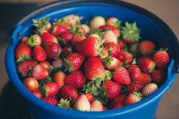 Strawberries background,Fresh sterberries in plastic buckets,freshly harvested strawberries,Organic farm