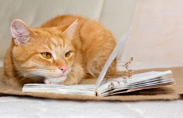 Red cat lies on the bed with a book and appearing to read a book . Literature and ginger cat.Book about cats.