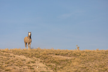Wild Horse in the Utah Desert 
