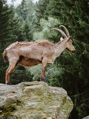 Steinbock am Felsen