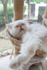 White cat sleeping