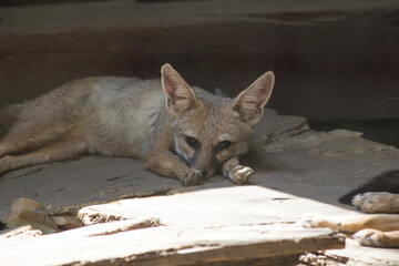 Sad Bengal fox (Vulpes bengalensis), also known as the Indian fox, sitting sad in the cage staring at cage bars, Wild animals in captivity,