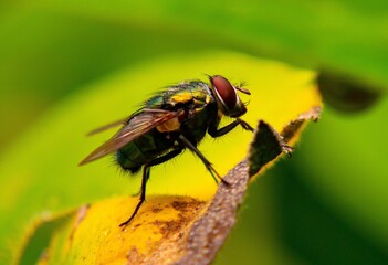 Die Fliege