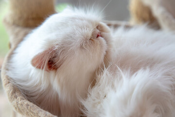 White cat sleeping