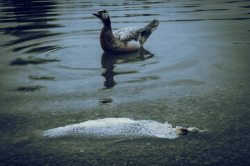 Photographs in a moody style, with low and dark tones. Photos taken in Valencia city (Spain), in different places and for different reasons. They convey melancholy, tranquility and calm.