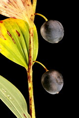 Angular Solomon's Seal (Polygonatum odoratum). Infructescence Detail Closeup