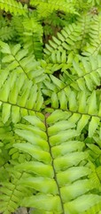 fern leaf background