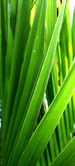 close up of green leaves