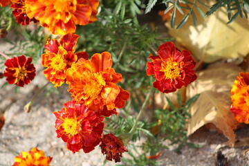 orange and flowers