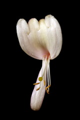 Perfoliate Honeysuckle (Lonicera caprifolium). Flower Closeup