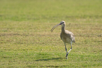Eurasian Curlew in a public park in Doha, Qatar