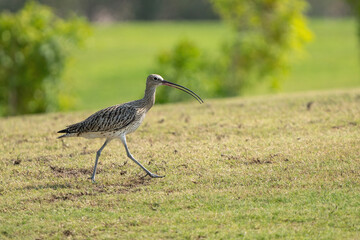 Eurasian Curlew in a public park in Doha, Qatar