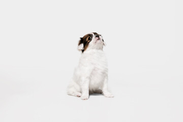 Attented. Papillon Fallen little dog is posing. Cute playful braun doggy or pet playing on white studio background. Concept of motion, action, movement, pets love. Looks happy, delighted, funny.
