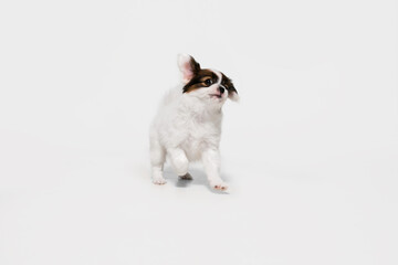 Running. Papillon Fallen little dog is posing. Cute playful braun doggy or pet playing on white studio background. Concept of motion, action, movement, pets love. Looks happy, delighted, funny.