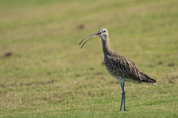 Eurasian Curlew in a public park in Doha, Qatar