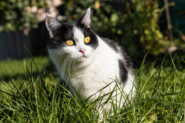 Beautiful adult young black and white cat with big yellow eyes sits on the green background in a yard in summer
