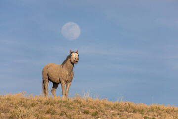 Obraz premium Wild Horse in the Utah Desert with a Full Moon rising