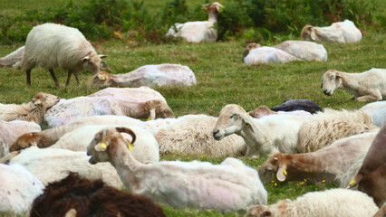Flock of sheep resting in the bush