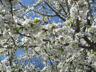 tree in bloom