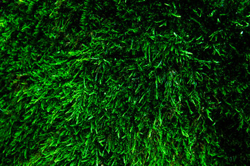 Naklejka na ściany i meble green moss near the tree. shaggy green surface. emerald fiber background