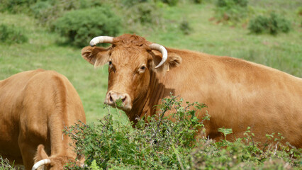 Oxen grazing on the mountain