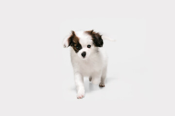 Running. Papillon Fallen little dog is posing. Cute playful braun doggy or pet playing on white studio background. Concept of motion, action, movement, pets love. Looks happy, delighted, funny.