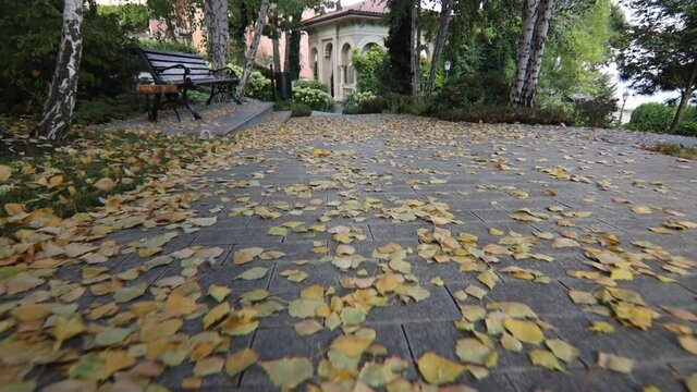autumn in the park