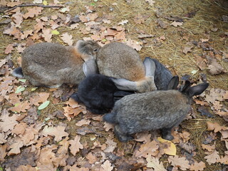 mother rabbit takes care of her baby and licks its fur