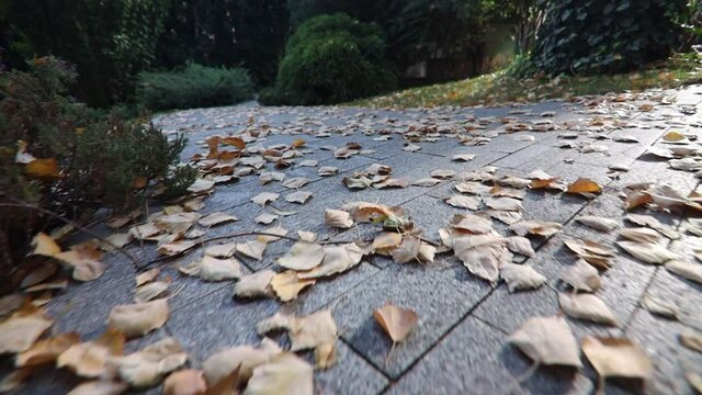 autumn in the park