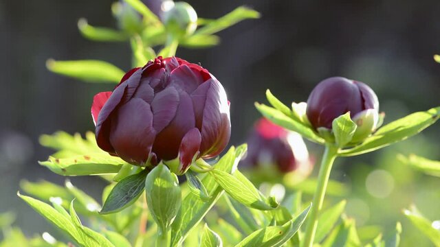 Red peony in the morning