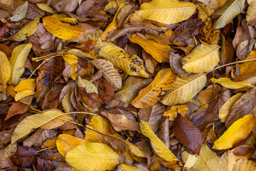 Hojas caidas en otoño
