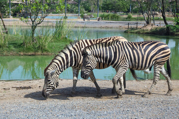 Naklejka na ściany i meble Two zebra walking in garden at thailand