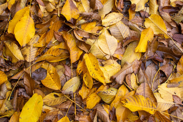 Hojas caidas en otoño