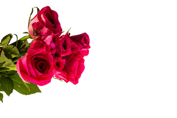 Gorgeous pink roses close up view isolated on white background. Valentine day backgrounds. Postcard.