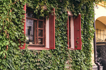 Fototapeta na wymiar House with decorative ivy facade. Walls of house are hidden under dark green leaves of evergreen all year round. Nature concept for design