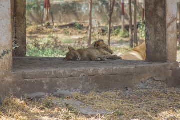 Conscious Mother lioness looking around her cub and curious about hunters and poachers, Asiatic...
