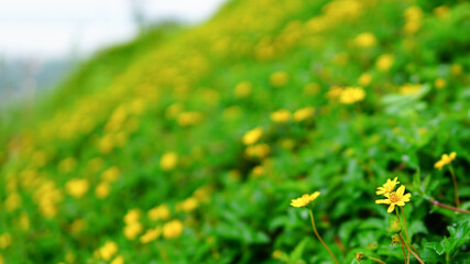 Many small yellow flower fields