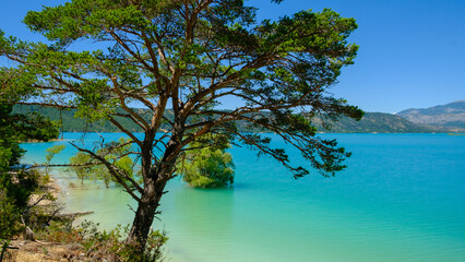 Tree in a turquoise water of the Esparron lake