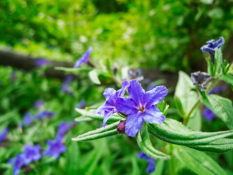 Aegonychon purpurocaeruleum _ Blauroter Steinsame