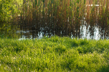 Thick green juicy grass grows in spring next to river and cane
