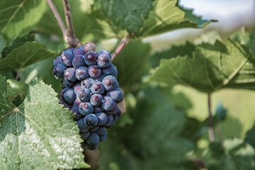 A bunch of grapes in a mountain valley