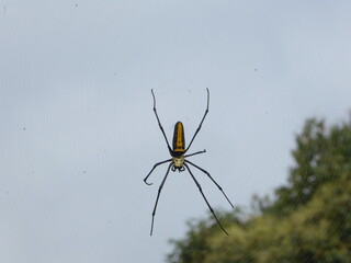Spinne in Netz