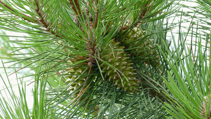 Branch of a pine tree with pine cones