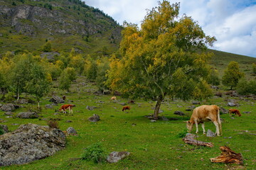 Russia. Mountain Altai. A small herd of cows graze peacefully in the valley of the Chulyshman river.